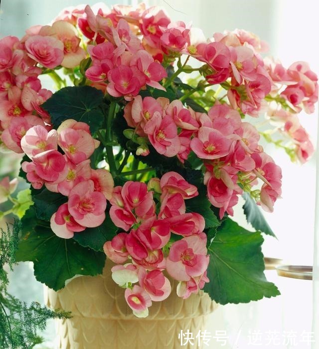 “难养”花草名单已公布,是有些花友的最爱,劝你早放弃!