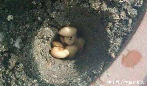 用2个方法,将黄豆处理一下,就是“花卉氮肥”,养啥都旺!