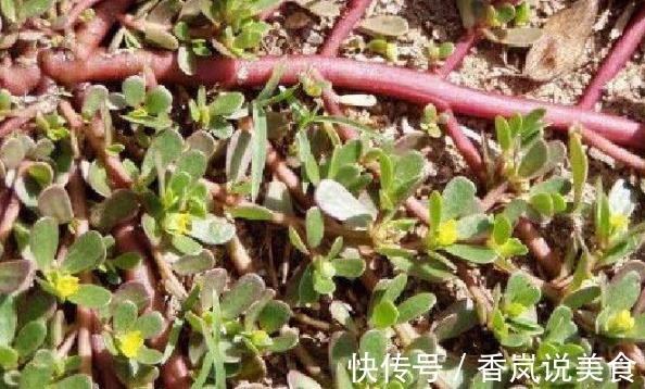 农村|被埋没在农村的5种“抗癌王”，效果比蒲公英还要好100倍