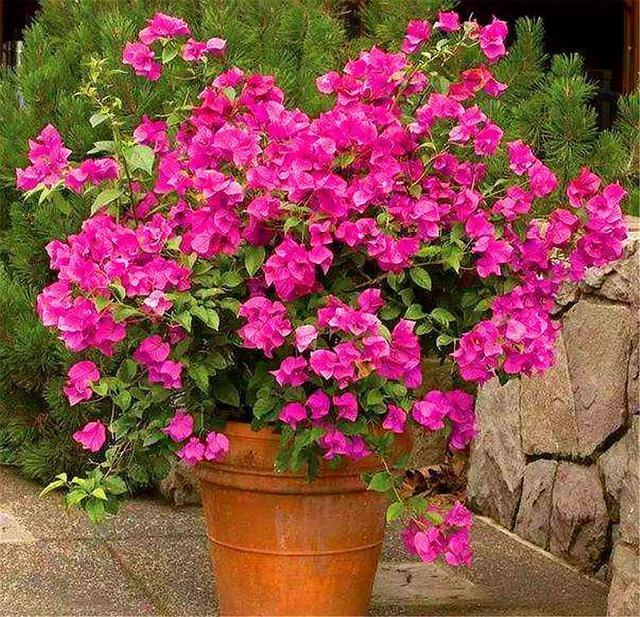 三角梅换盆有诀窍,掌握5要点,不伤根长得快,轻轻松松开爆盆