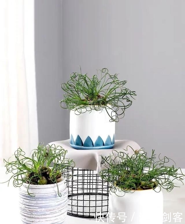 家里养几盆弹簧草,叶子卷曲似弹簧,清新雅致、个性十足