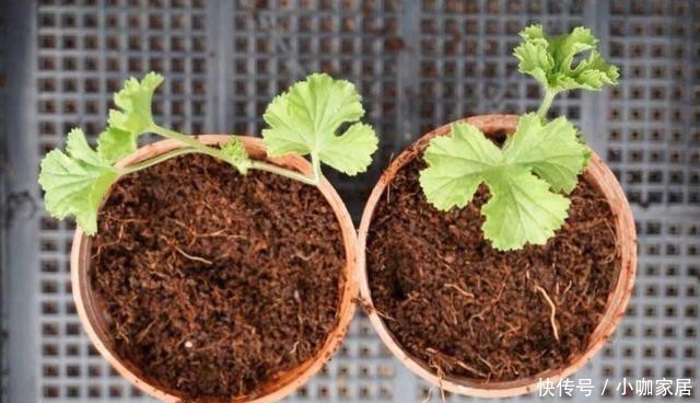 东西|都说椰糠养花好,要真正明白它的“利弊”,才能变成养花的好东西