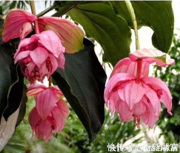 漂亮|4种花便宜漂亮又好养，10元买两盆，两月变成一阳台，天天有花赏