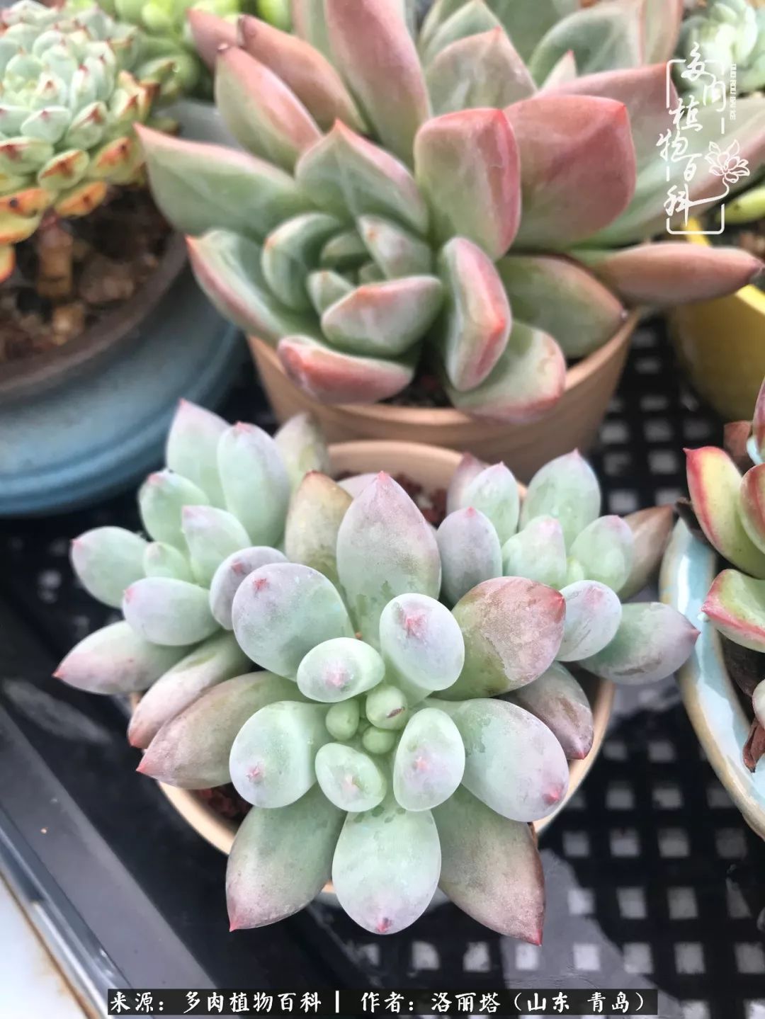 我和我的“多肉恋人”,怎么样有没有惊艳到你!