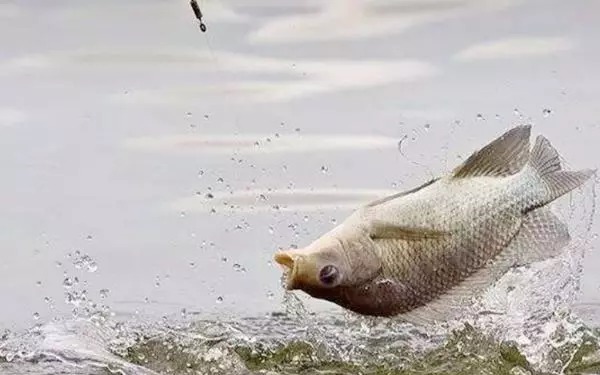 子线用法有“秘诀”,3分钟学会后,上鱼率至少提高10倍