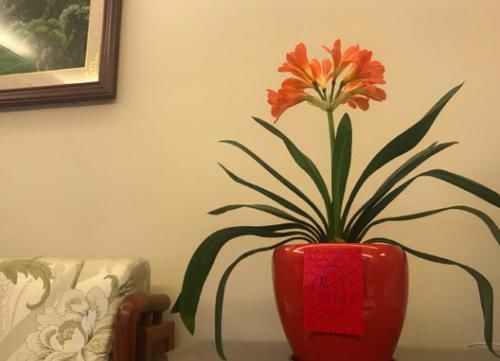 一般君子兰不开花，是因为没达到哪些“要求”？