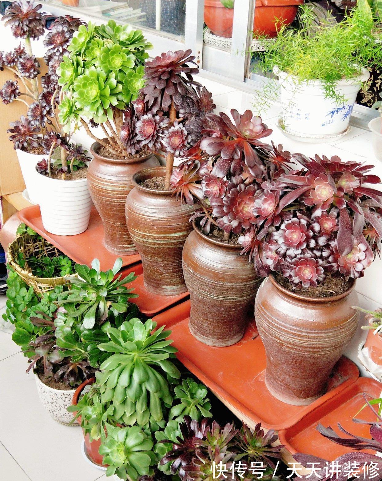 群生|多肉法师一碰就掉叶,补充“三动作”,叶片紧凑,养成群生小老桩