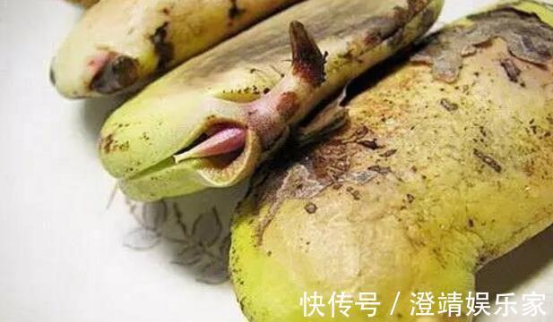 4种“果核”不要扔，埋土里，5天之后“惊喜”不断，观叶又收果！