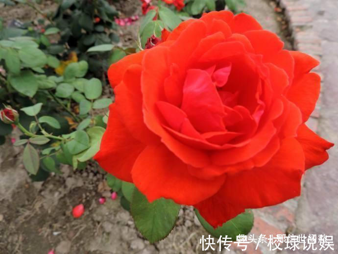 喜欢玫瑰,就试试“珍稀品种”香云,芳香四溢,花朵鲜艳,好美