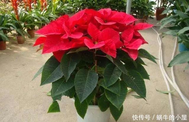 家里面不要养这几种花,老人的劝告,还是要听的