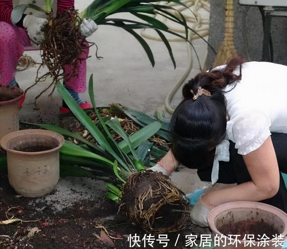 避开君子兰开花的“3大误区”，秋天大爆发，花箭拔得多