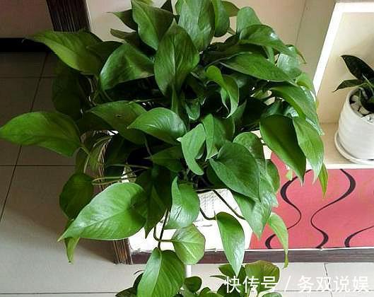 扦插绿萝,“2种”方法任你选,操作简单,7天生根,15天长新芽!