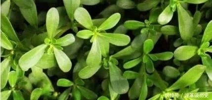 美容|聪明人都在吃3种食物,美容养生、延缓衰老,早吃早健康!