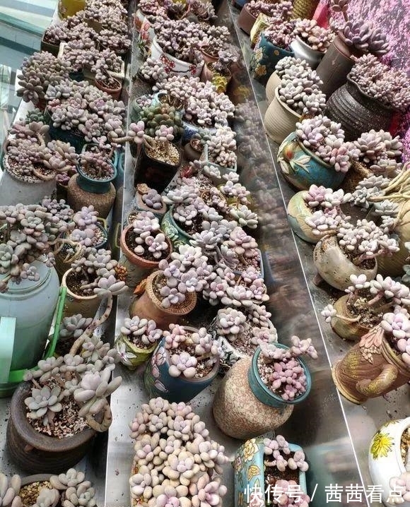 张大姐养多肉, 连屋顶也不放过, 8年种了3万棵!