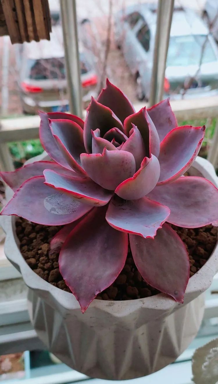 爱自己、爱家人、爱生活、爱多肉,因为有爱我便无惧风浪!