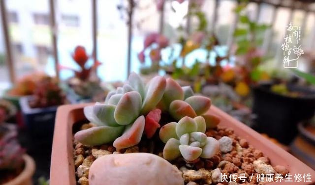 冬季,属于多肉的季节!养多肉的你喜欢冬天吗!