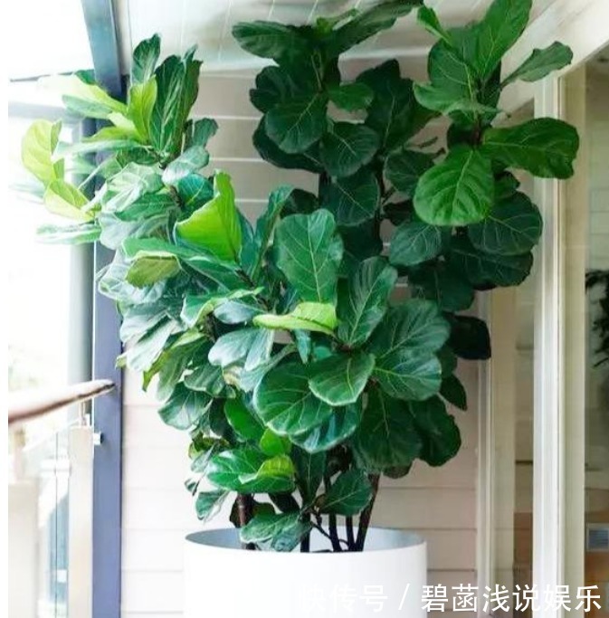 人养花，花也养人，3种花养家里，专吸甲醛、二手烟，懒人最爱