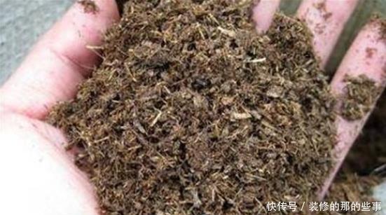 妖教|养花必修课,蓝妖教你认识最前沿的种植基质