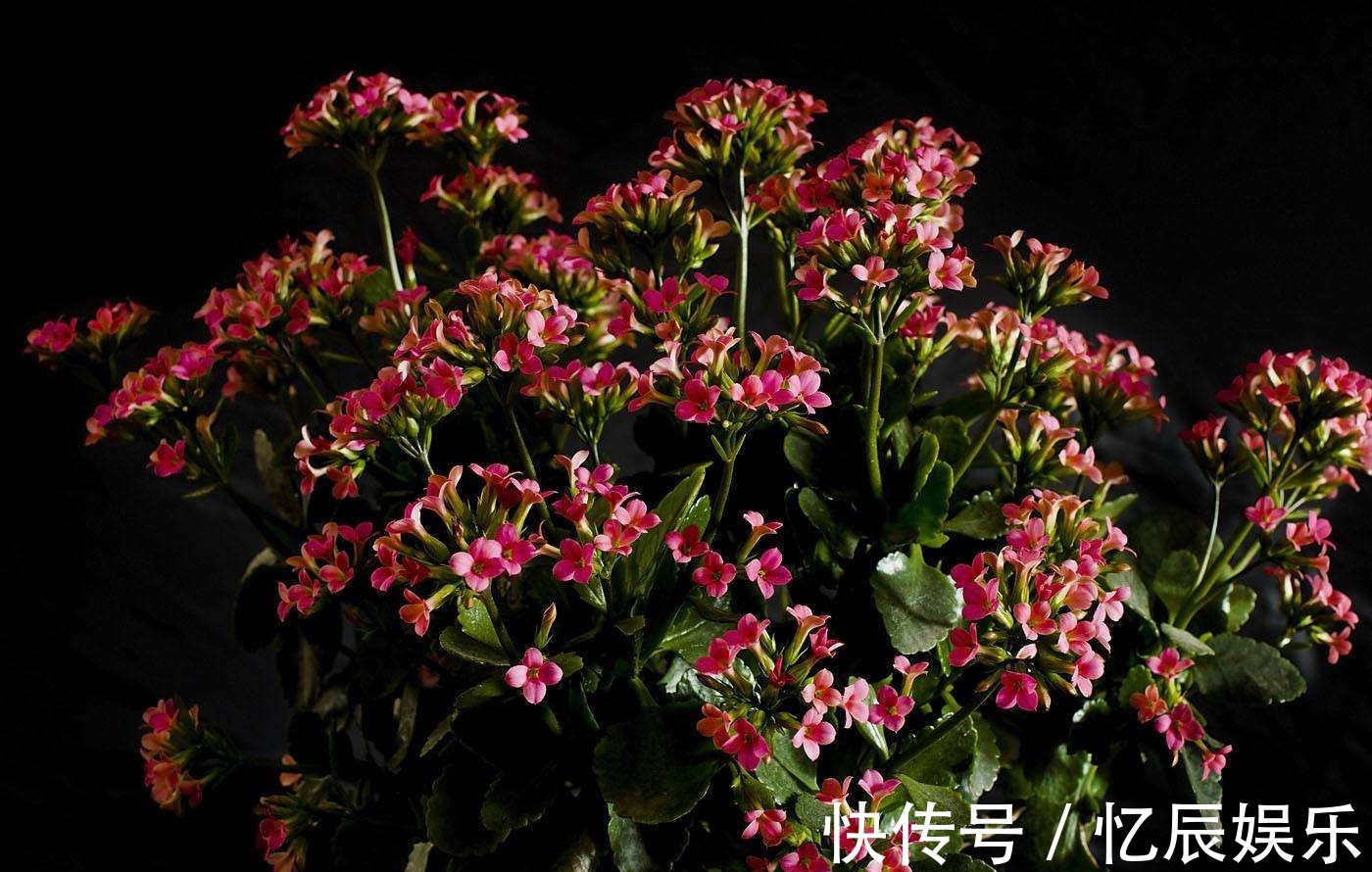 新买的长寿花叶子小花苞少几个原因一一排除,还它花繁叶茂!