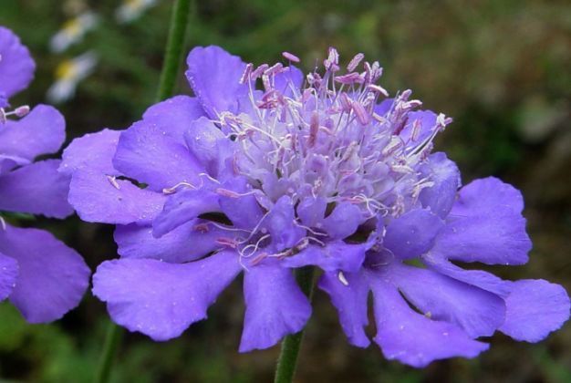 此几款花卉养殖易爆盆，开花不断变花海，烂漫又迷人