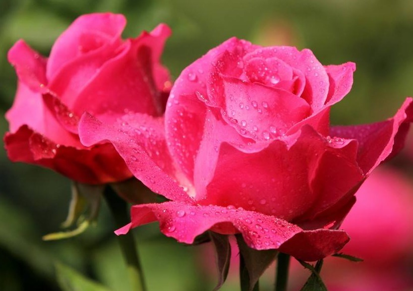 月季花这样施肥,花量大而且鲜艳,根系强壮抵抗力强,简单开爆盆