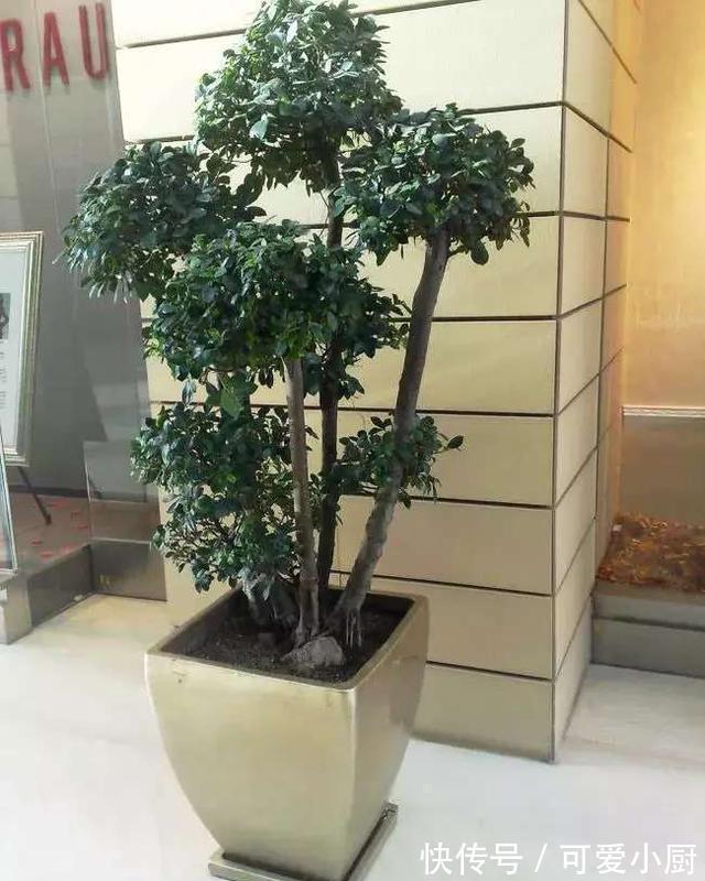 懒人养植的盆栽,一个月浇次水都没问题