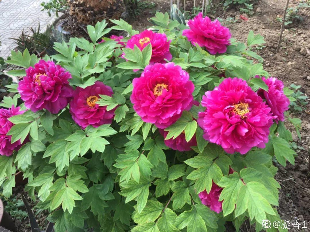 营养液|马上进入花期的花，10天一次肥，下个月就开花