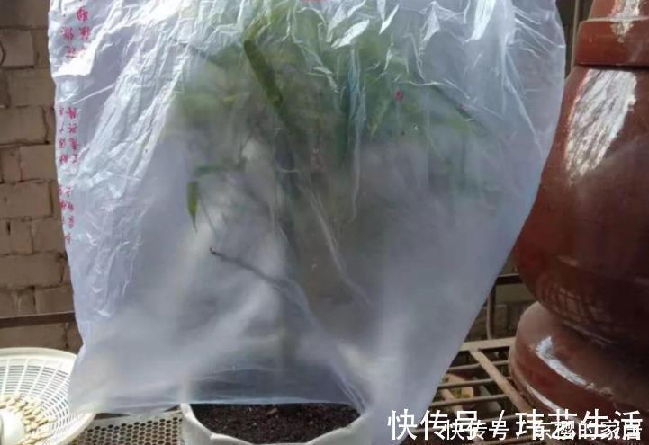 扦插|塑料袋是好东西,养花经常用到,它有3个“妙用”,新手牢记!