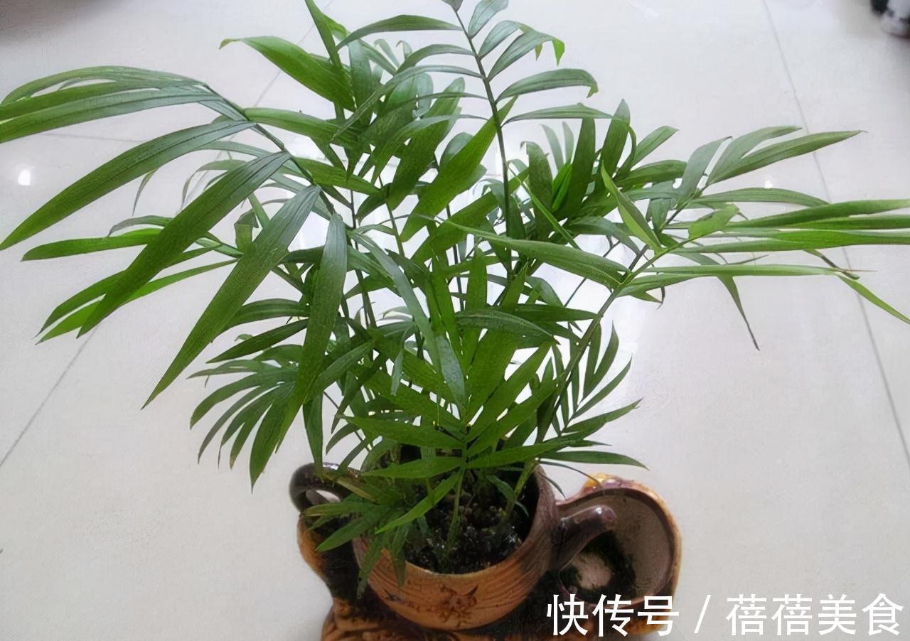 农历九月十八霜降后,养什么花?家里养3种花,红红火火事业有成