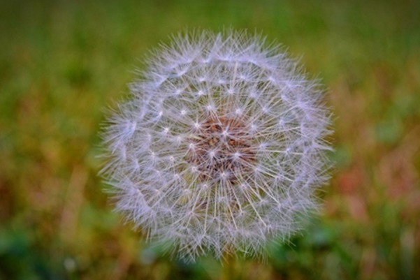 香椿|吃药不如吃野菜,身边最常见的4种野菜,原来都是天然中药!