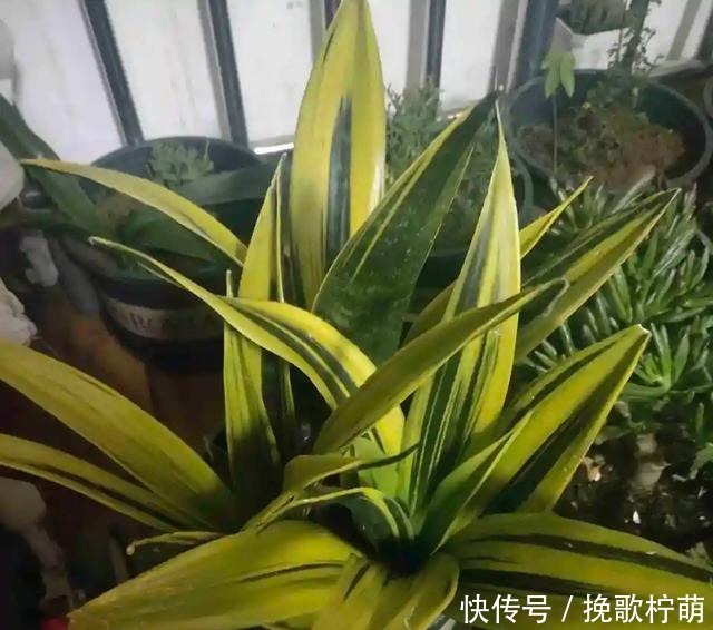 虎皮兰长得慢,这种东西每月用1次,叶子又高又亮,蹭蹭爆崽!