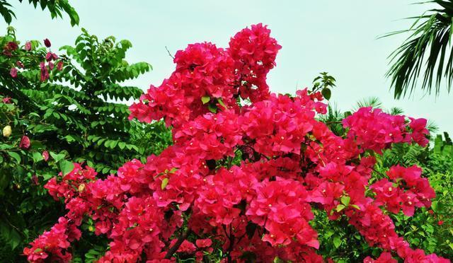 三角梅“光秃秃”不长叶，教你一招，快速恢复，没有叶子开满花！