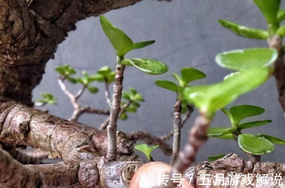 树木|多肉植株中的金枝玉叶，木质化主茎随便修剪，就是上好盆景