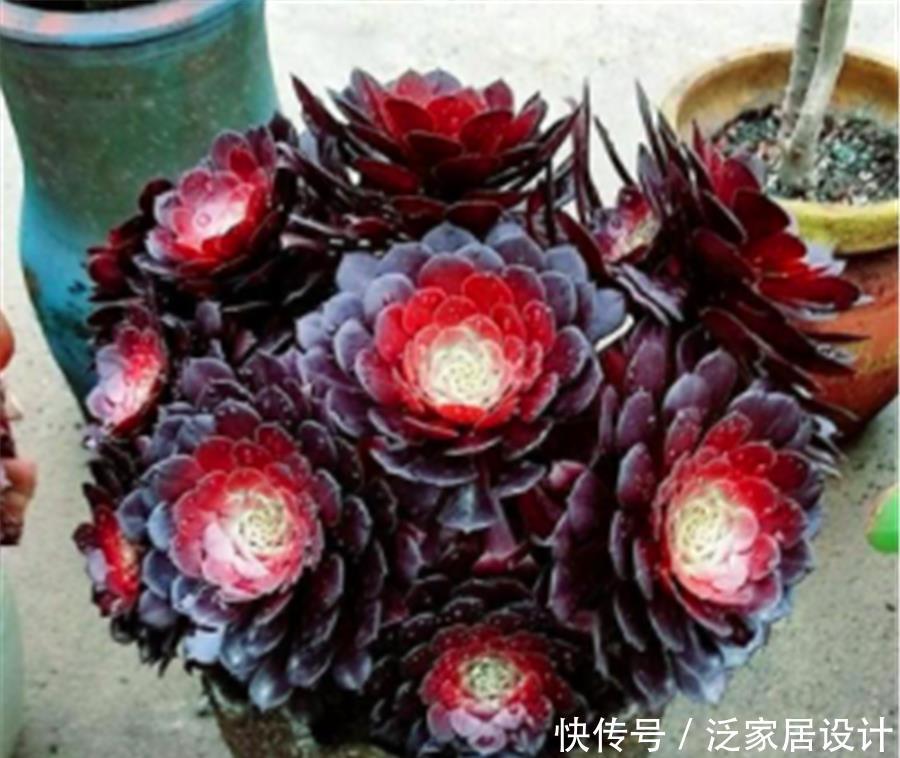 多肉|5种最漂亮的多肉老桩,色彩绚丽造型美,第5种号称“老桩之王”