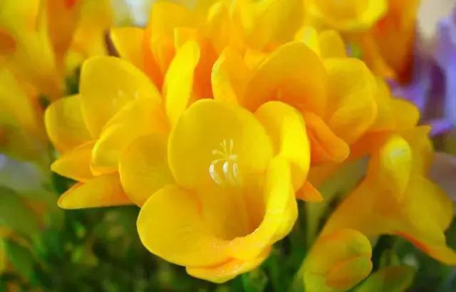 黄桷兰|适合家里养的十种带有香味的花,你家里有吗?