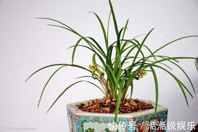 偏施|兰花病歪歪的不开花3点做不足，养成“吊兰”，难开花