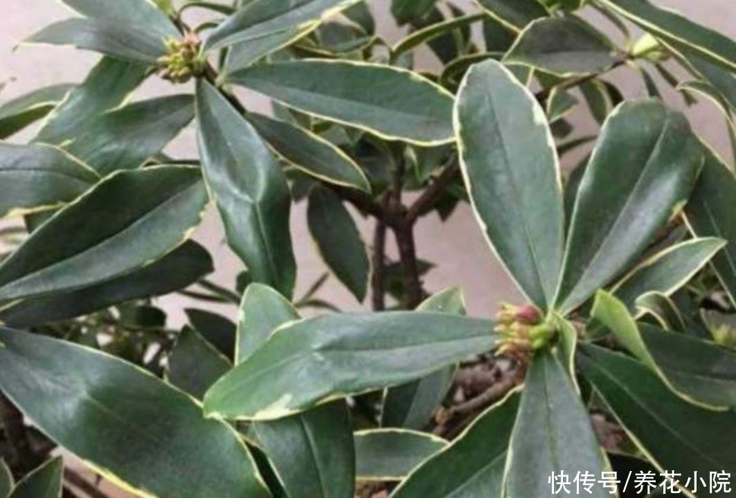 养护|瑞香开始长花芽，给它做好4个方面的养护，花期才能大量开花