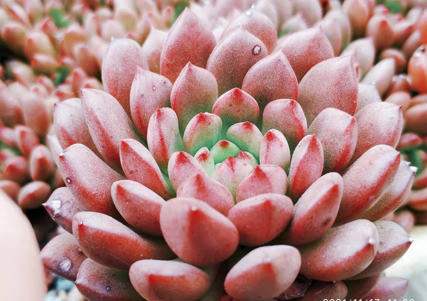 红宝石和锦晃星,两种叶片都能全红的多肉,谁才是你心目中的宝?