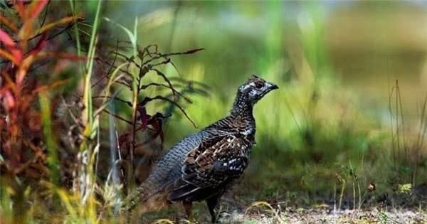 中国人说“天上龙肉,地下驴肉”,龙肉是什么原来是罕见的它