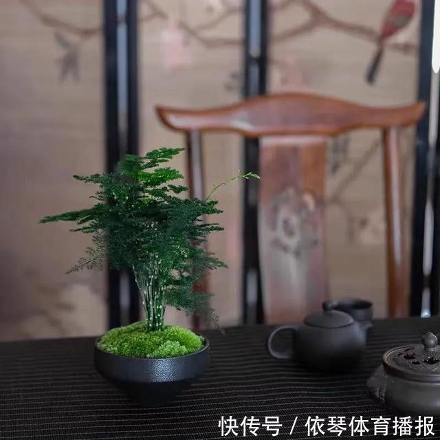 办公室|五种小盆栽,耐阴又好养,办公室养几盆,增财运、旺事业