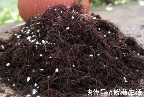 花卉|怎么调节、疏松土壤？巧用这2样，植物长势可轻松得到改善