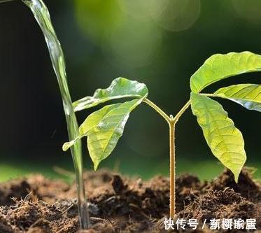 这三种水简直是花草的噩梦浇一盆死一盆，赶快停手吧