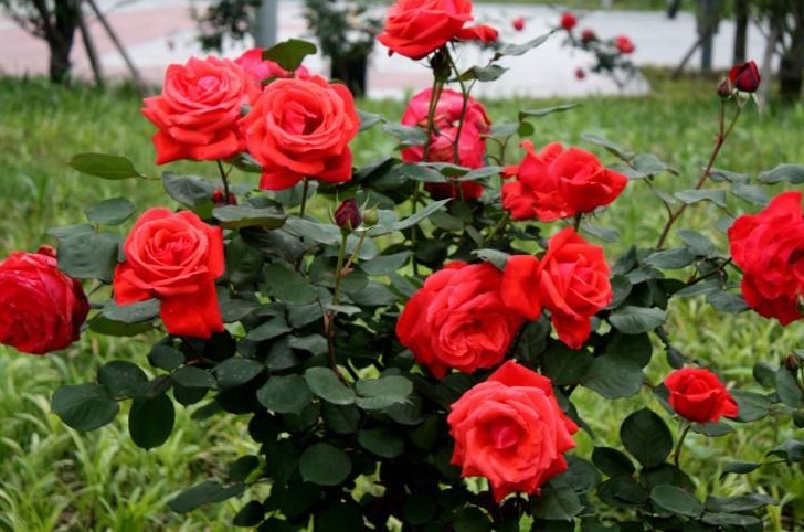 此花,比“菊花、月季”都美,好养易活,花香似香水,女性最爱