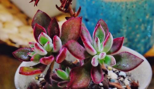 1种“耐旱”多肉，美而不娇气，好养易爆盆，阳光一照就上色