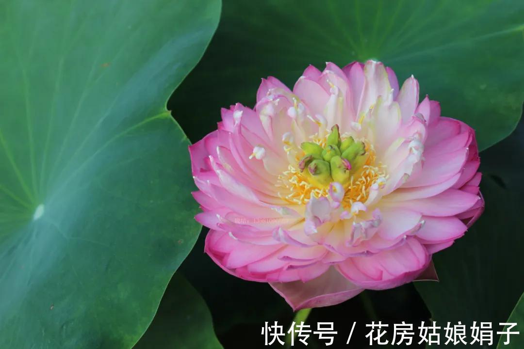 养分|葳蕤俏丽如碗莲,为何只长叶不开花?为你揭开8个不开花的原因