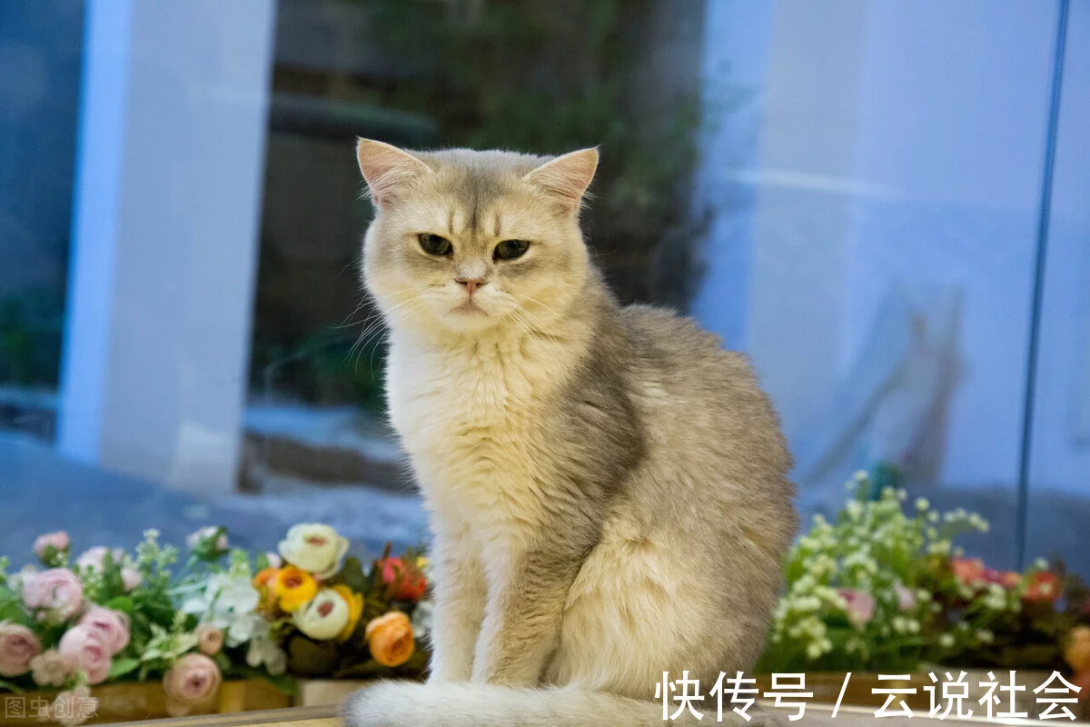 新手养猫攻略：养猫前须知的留意事项（养猫新手应该留意什么）