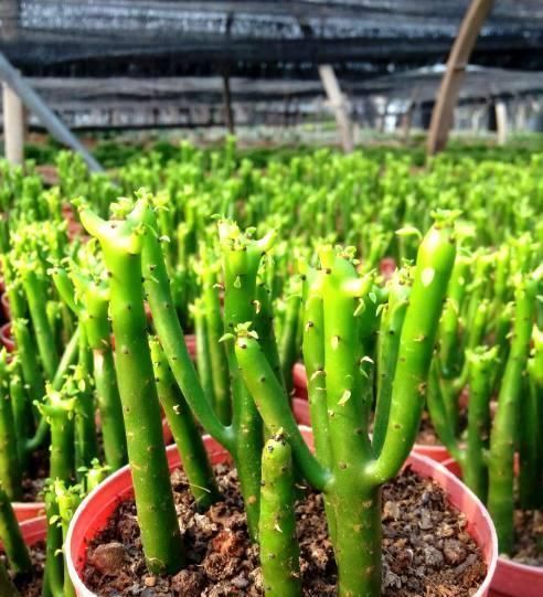 此3种花,就要贱养,不矫情,越懒长的越好,不是吹牛哦!