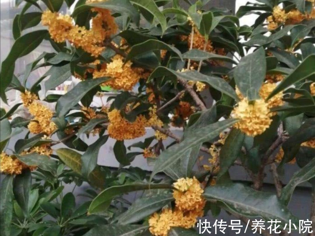 浇水|9月桂花还没开,给它多做3件事,很快就能开花,香飘满园