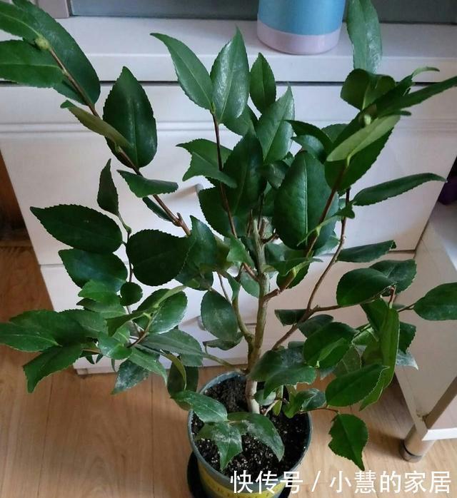 花市买茶花,回家一定要换土,“中间”有门道,不换土养不活