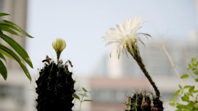 花卉|卧室不能养3种花,危害巨大隐患多,没地方摆也不要摆卧室